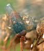 Rhingia campestris